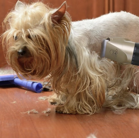 The Best Pet Grooming Accessories That Will Save Dog Owners Money – Paws Of Luxury