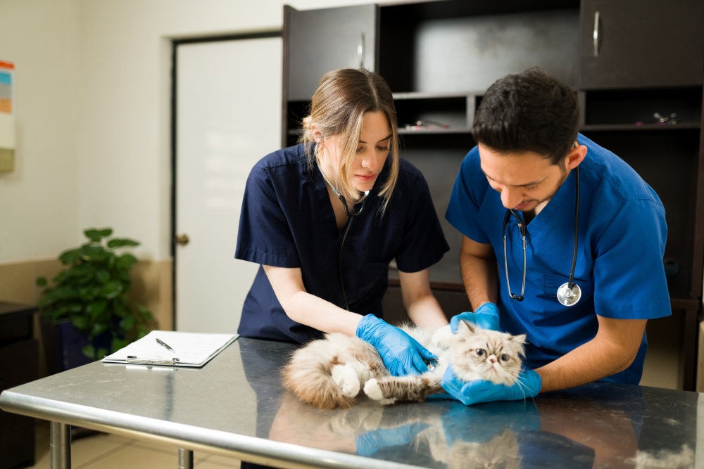 K. Vet Animal Care Leads the Way in Compassionate Veterinary Care in Greensburg, PA